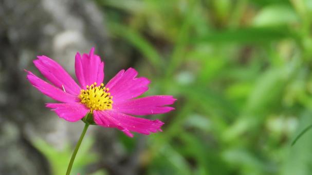 Cosmos (Autumn Cherry Blossoms), JPG