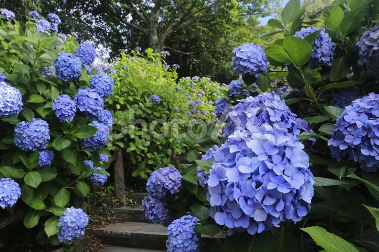 下田城址公園の素晴らしい紫陽花祭り 紫陽花,まつり,祭りの写真素材