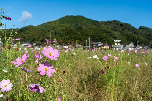 のどかな田舎に咲き誇るコスモス のどかな田舎に咲き誇るコスモス コスモス,観光,田舎の写真素材