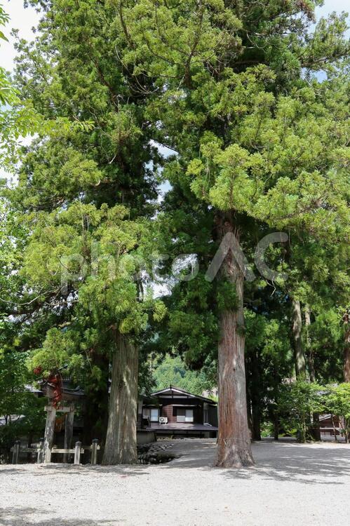 白川八幡神社の大木 大木,御神木,神秘の写真素材