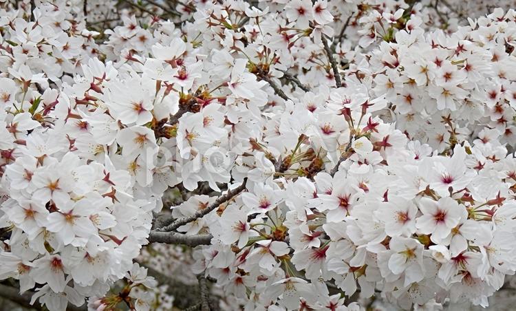 【桜の写真】桜が咲く風景 桜,さくら,サクラの写真素材