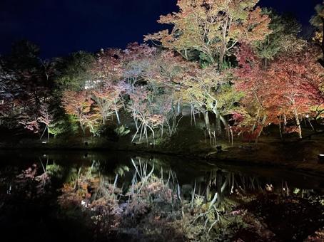 紅葉 ライトアップ 紅葉 ライトアップの写真