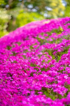 鮮やかなピンクの芝桜の写真