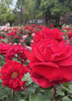 ローズガーデン 02 薔薇,花,ローズガーデンの写真素材