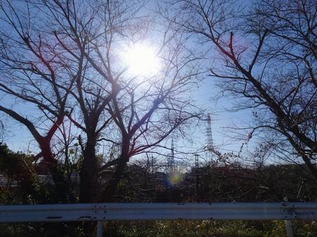 逆光-1 逆光-1 逆光,太陽,輝きの写真素材