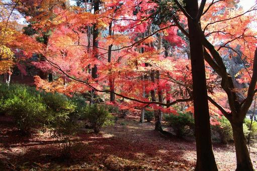 風景_秋(紅葉_19) 風景_秋(紅葉_19) もみじ,錦秋,絶景の写真素材