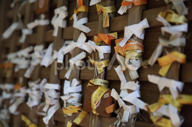 結ばれたたくさんのおみくじ おみくじ,神社,自然の写真素材