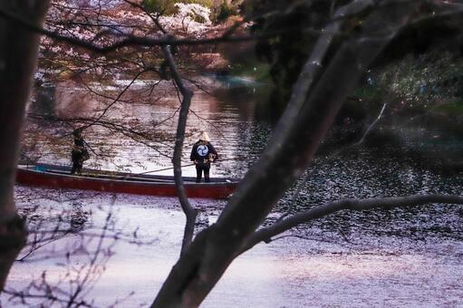 桜と水夫 桜と水夫の写真