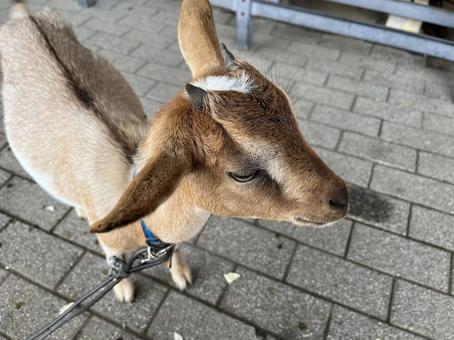 小さいヤギの顔1 小さいヤギの顔1の写真