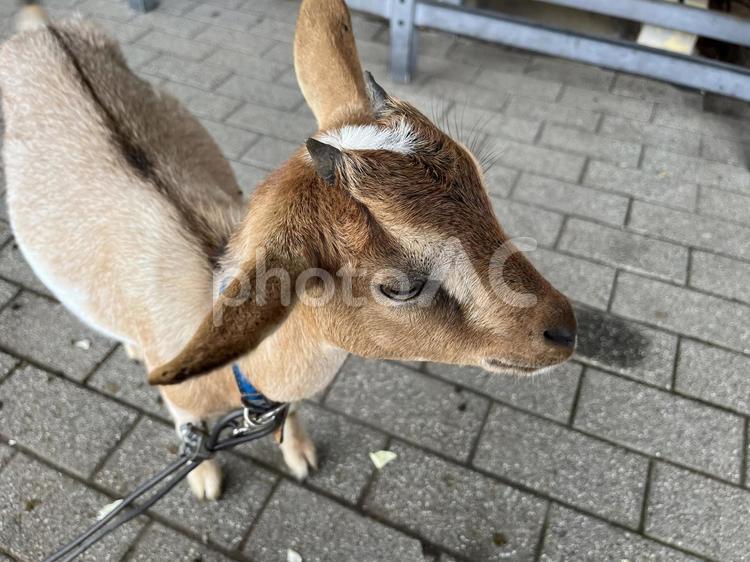 小さいヤギの顔１ やぎ,ヤギ,動物の写真素材