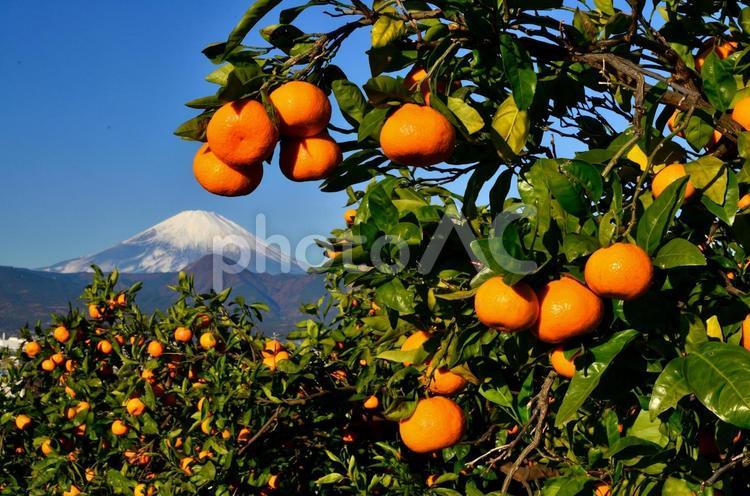 収穫時のみかんと富士 富士山,山,自然の写真素材
