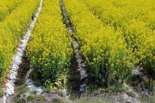 菜の花畑 菜の花畑,菜の花,花の写真素材