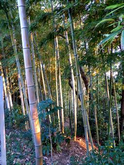 秋の夕日が差し込む郊外の竹林 竹,林,自然の写真素材