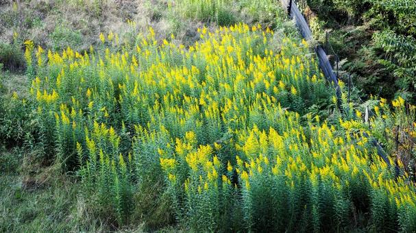 秋のミューズパーク・秋の花の群生・秩父市 秋のミューズパーク・秋の花の群生・秩父市の写真