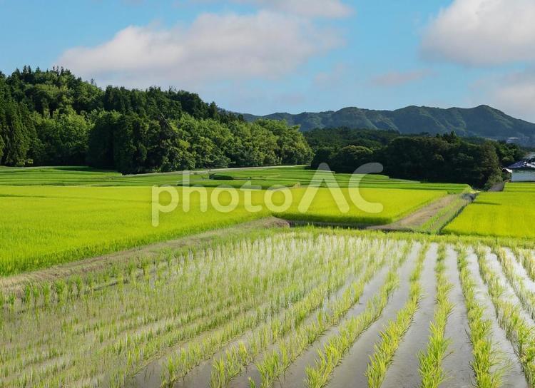 田舎の田んぼの風景、山と青空、田植え 稲,米,風景の写真素材