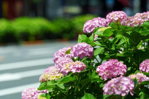 ピンクの紫陽花 ピンクの紫陽花の写真