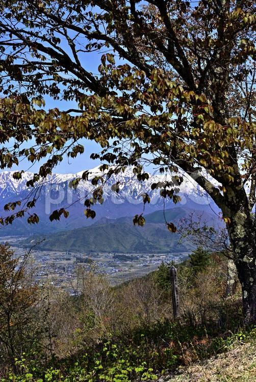 大町市街越しに北アルプスを望む 北アルプス,風景,青空の写真素材