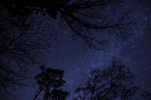 晩秋の森林の星空 晩秋の森林の星空の写真