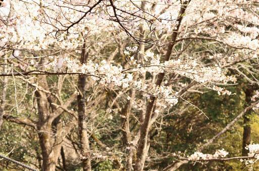 桜 桜の写真