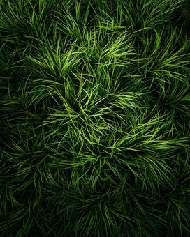 深緑に輝く密生した芝生 深緑に輝く密生した芝生の写真