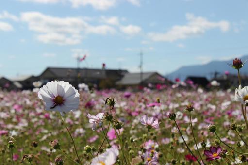 コスモス コスモス 秋,季節,花の写真素材