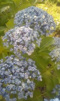 青い紫陽花 青い紫陽花の写真