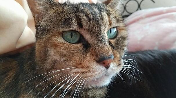 キジトラスミちゃん キジトラ,猫,catの写真素材