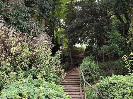 山の中の階段 山の中の階段 階段,山,参道の写真素材