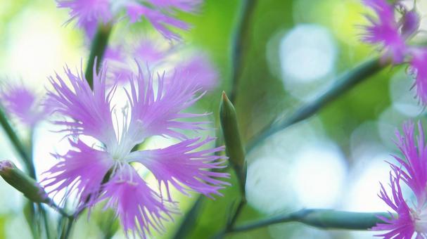 夏の花-297 夏の花-297の写真