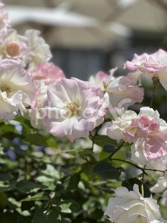 うっすらピンクがかった白い薔薇 薔薇,バラ,ばらの写真素材
