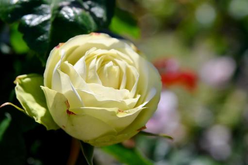 薔薇　ミントティー 薔薇,ミントティー,花の写真素材