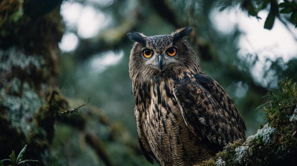 森の中で佇む威厳あるミミズク 森の中で佇む威厳あるミミズクの写真