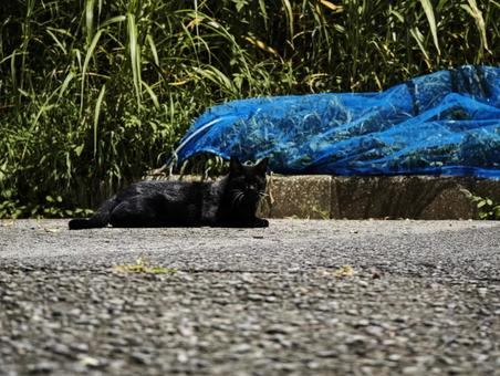 日向ぼっこする黒猫 動物,猫,黒猫の写真素材