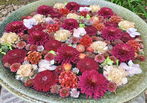 色鮮やかな花手水2 色鮮やかな花手水2 花手水,はなちょうず,手水舎の写真素材