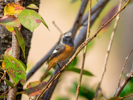 枝にとまるジョウビタキのオス ジョウビタキ,ジョビオ,ジョウビタキのオスの写真素材