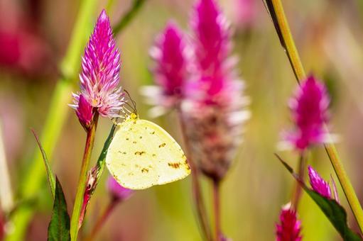 キチョウ⒂ キチョウ⒂の写真