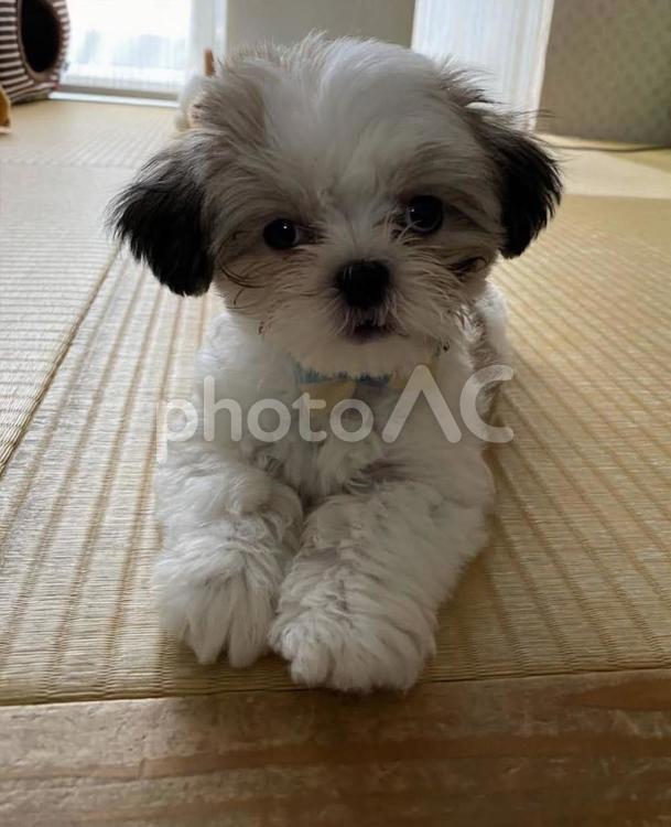 かわいいマルシー犬の画像おすわり 犬,いぬ,イヌの写真素材