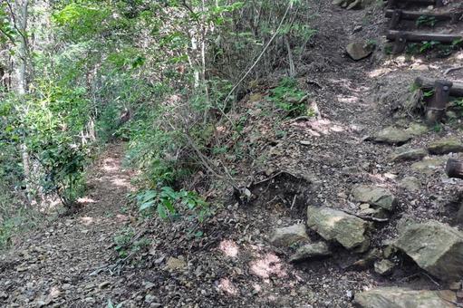 登山道の分かれ道④ 登山道の分かれ道④の写真