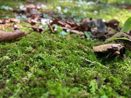 苔と落ち葉 苔と落ち葉の写真