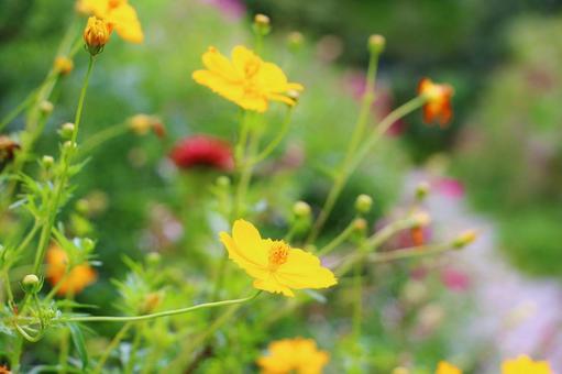 Yellow cosmos, JPG