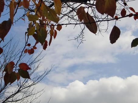 Remaining autumn leaves -10, JPG Remaining autumn leaves -10, JPG