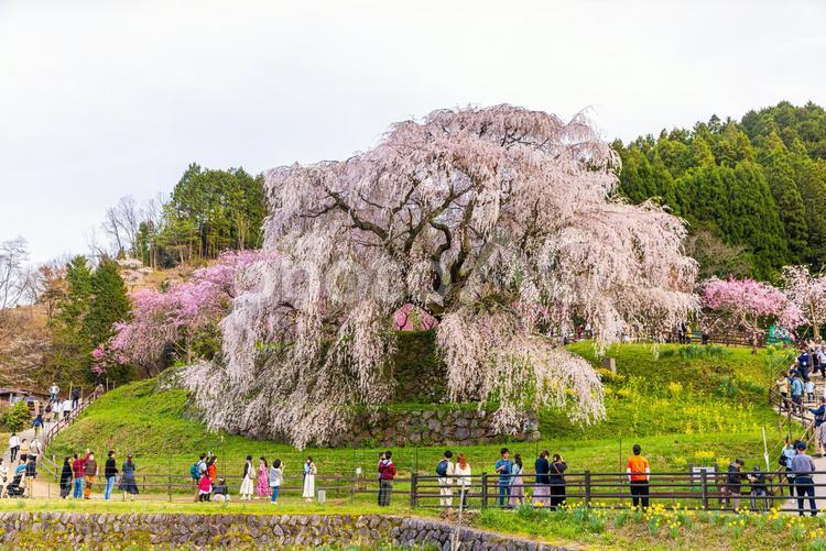 奈良県宇陀市　満開の又兵衛桜 又兵衛桜,桜,サクラの写真素材