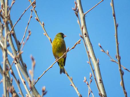 枝に留まるカワラヒワ 枝に留まるカワラヒワの写真