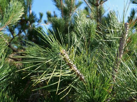 松の葉 松,秋,緑の写真素材