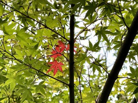 紅葉 紅葉 紅葉,秋,葉の写真素材
