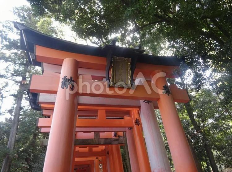 自然と伏見稲荷の鳥居 伏見稲荷大社,鳥居,神社の写真素材