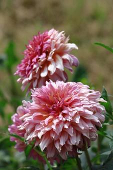 Photo, dahlia, flower, asteraceae plant, 