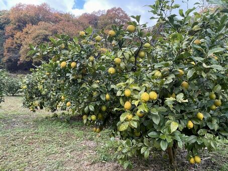 レモン畑 レモンの木,レモン畑,瀬戸内レモンの写真素材