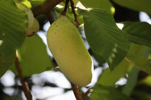 黄緑の実と緑の葉のポポーの木の枝のアップ 黄緑,実,緑の写真素材