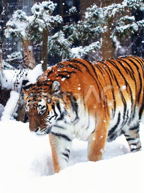 動物園で人気のアムールトラ 寅,茶,肉の写真素材